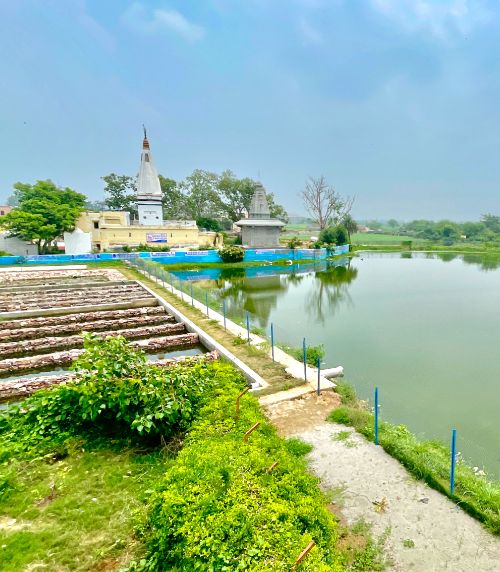 Restoration of a pond